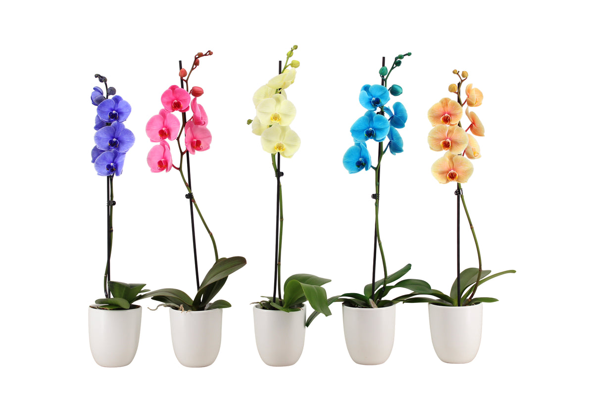 Phalaenopsis mix painted 55cm 12cm Pot