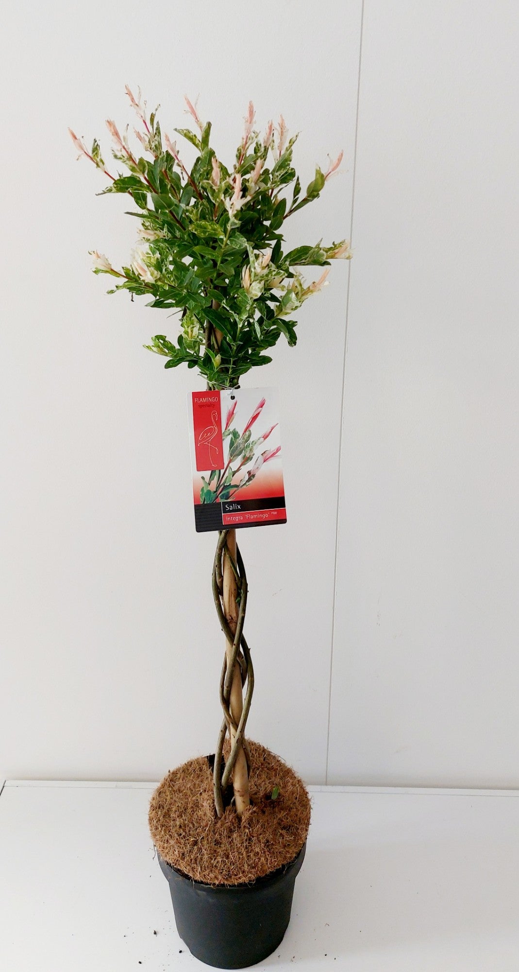 Salix Flamingo gevlochten stam 90cm 19cm Pot