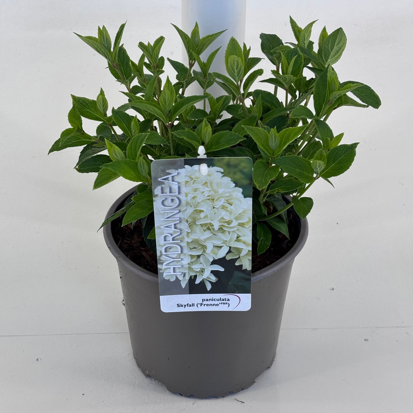 Leon van Lint B.V. Hydrangea pan. Skyfall Pack of 1