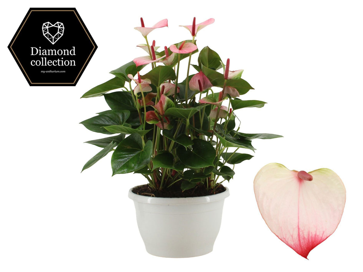 Anthurium Princess Amalia Elegance 50cm 25cm Pot