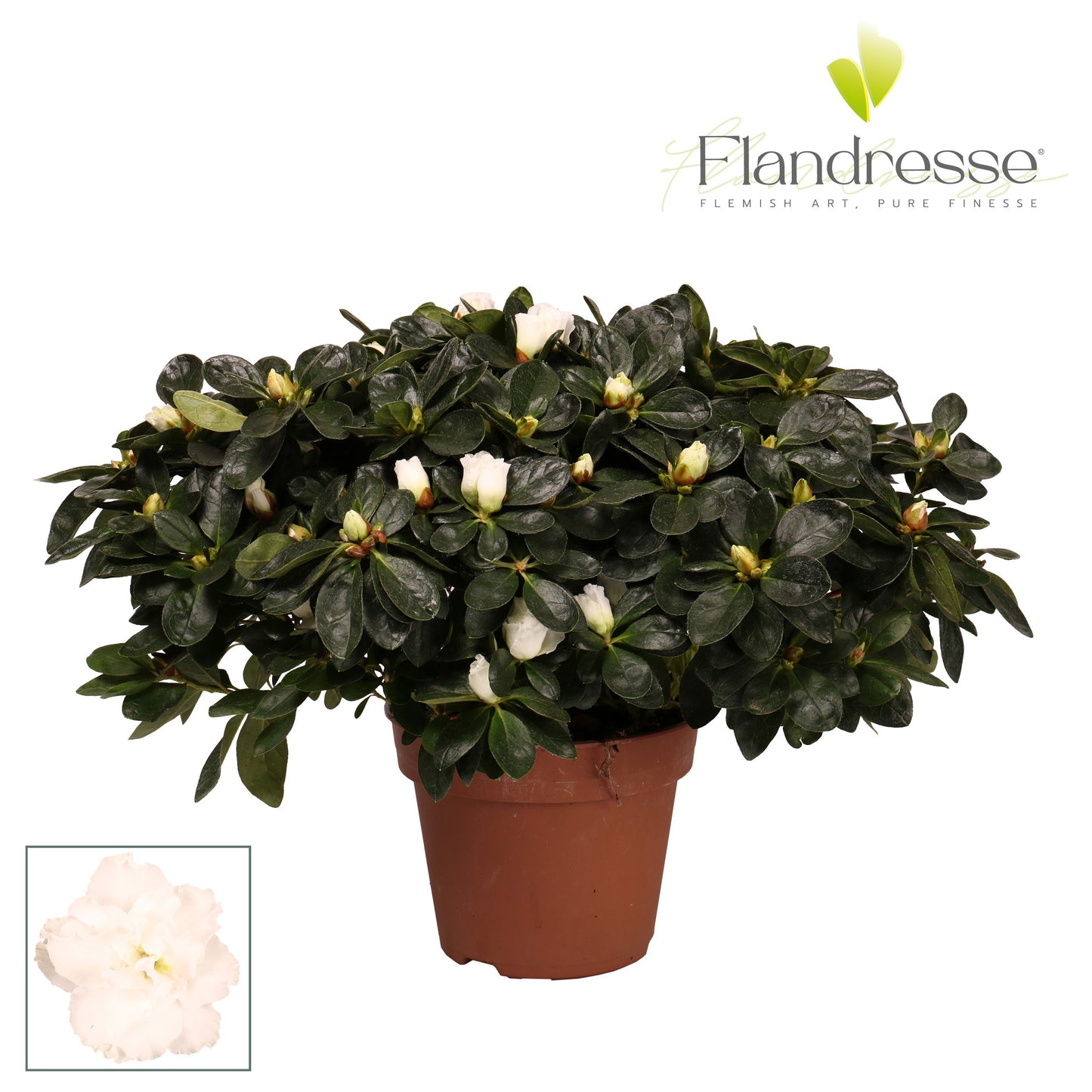 Rhododendron simsii white 40cm 16cm Pot