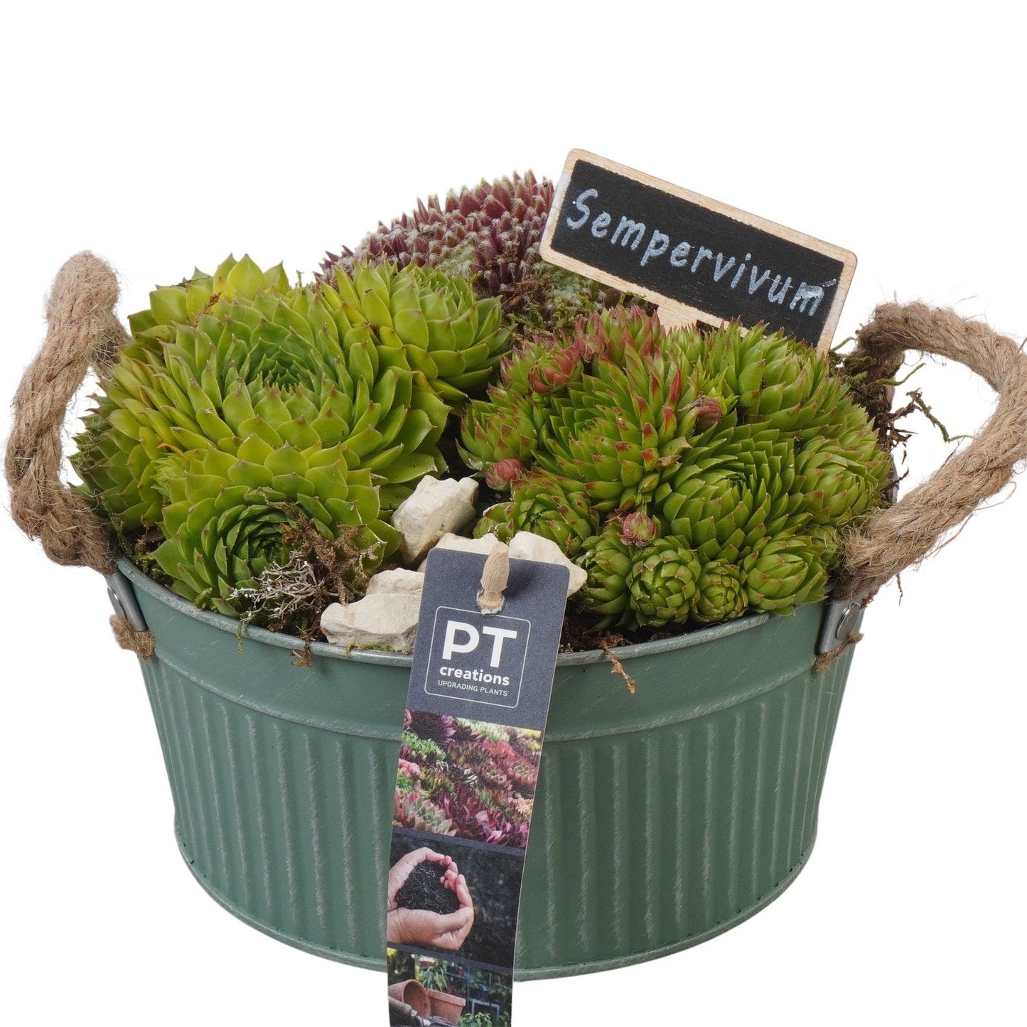 arr. Sempervivum 17cm 19cm Pot