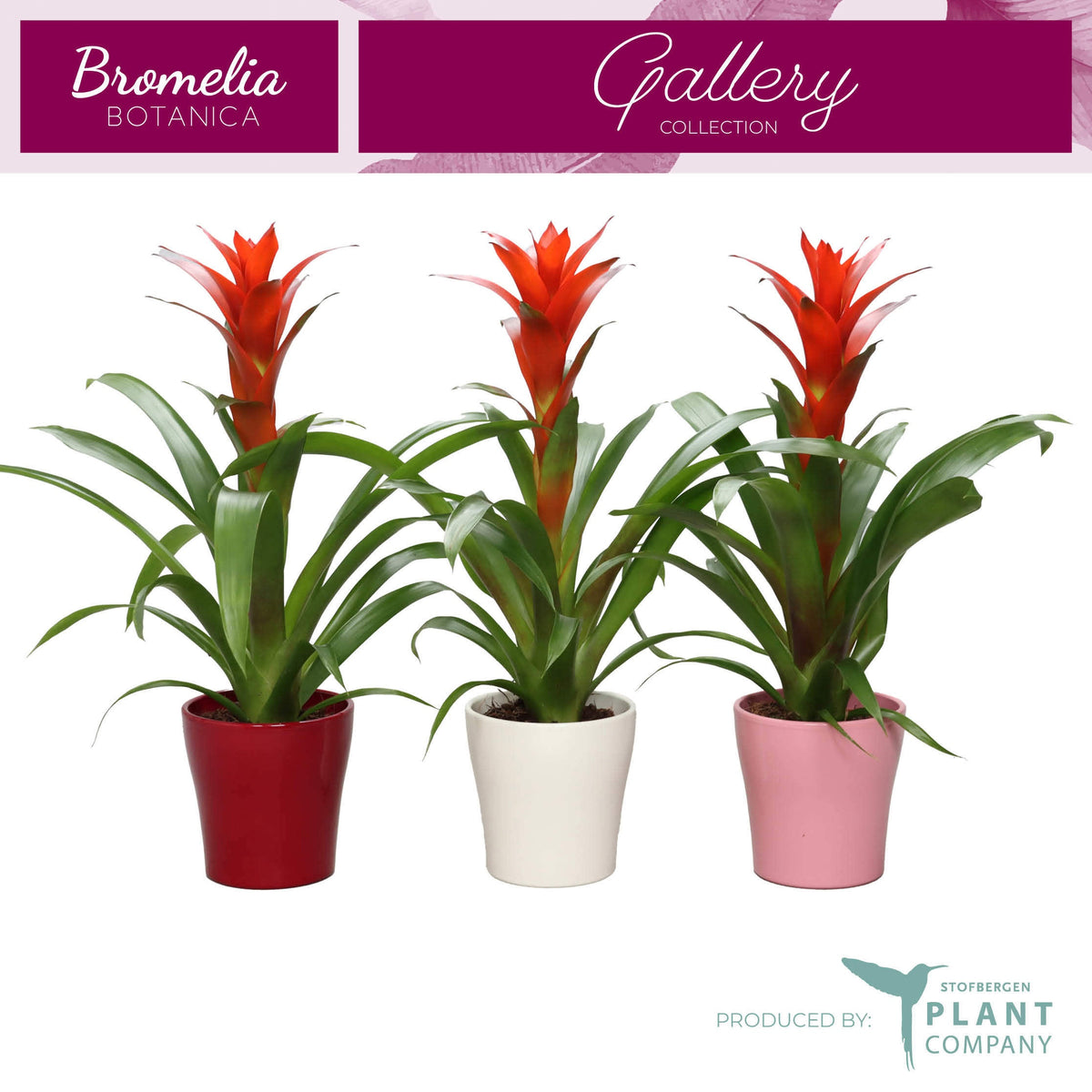 Guzmania Ostara 45cm 12cm Pot