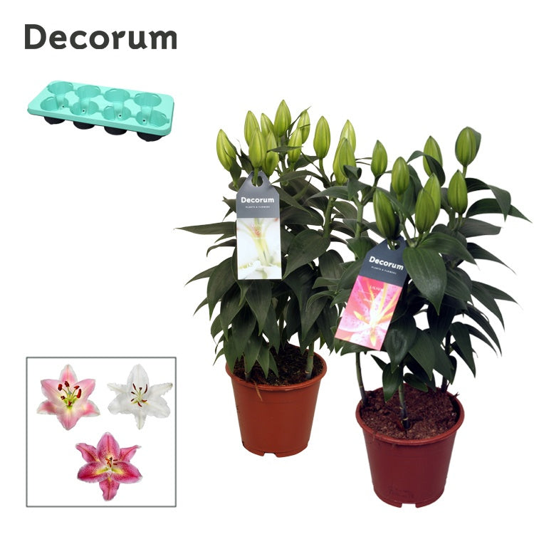 Lilium oriental mix 40cm 13cm Pot