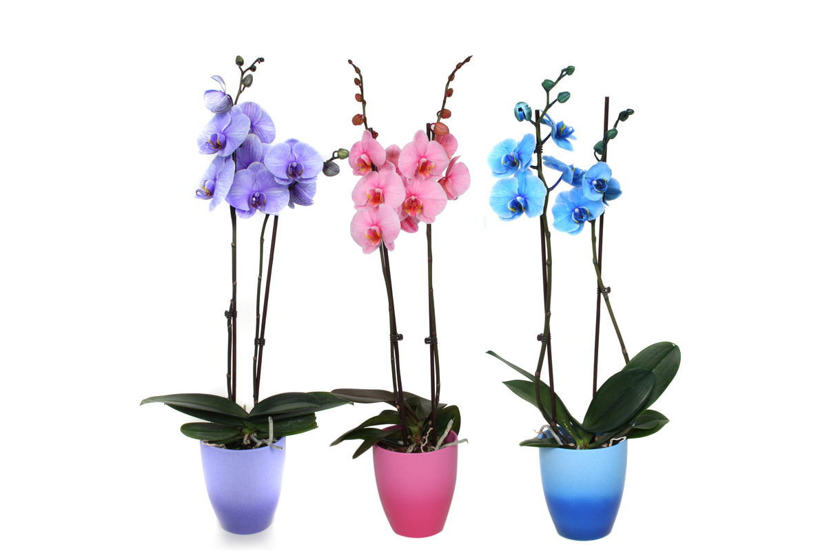 Phalaenopsis mix painted 55cm 12cm Pot