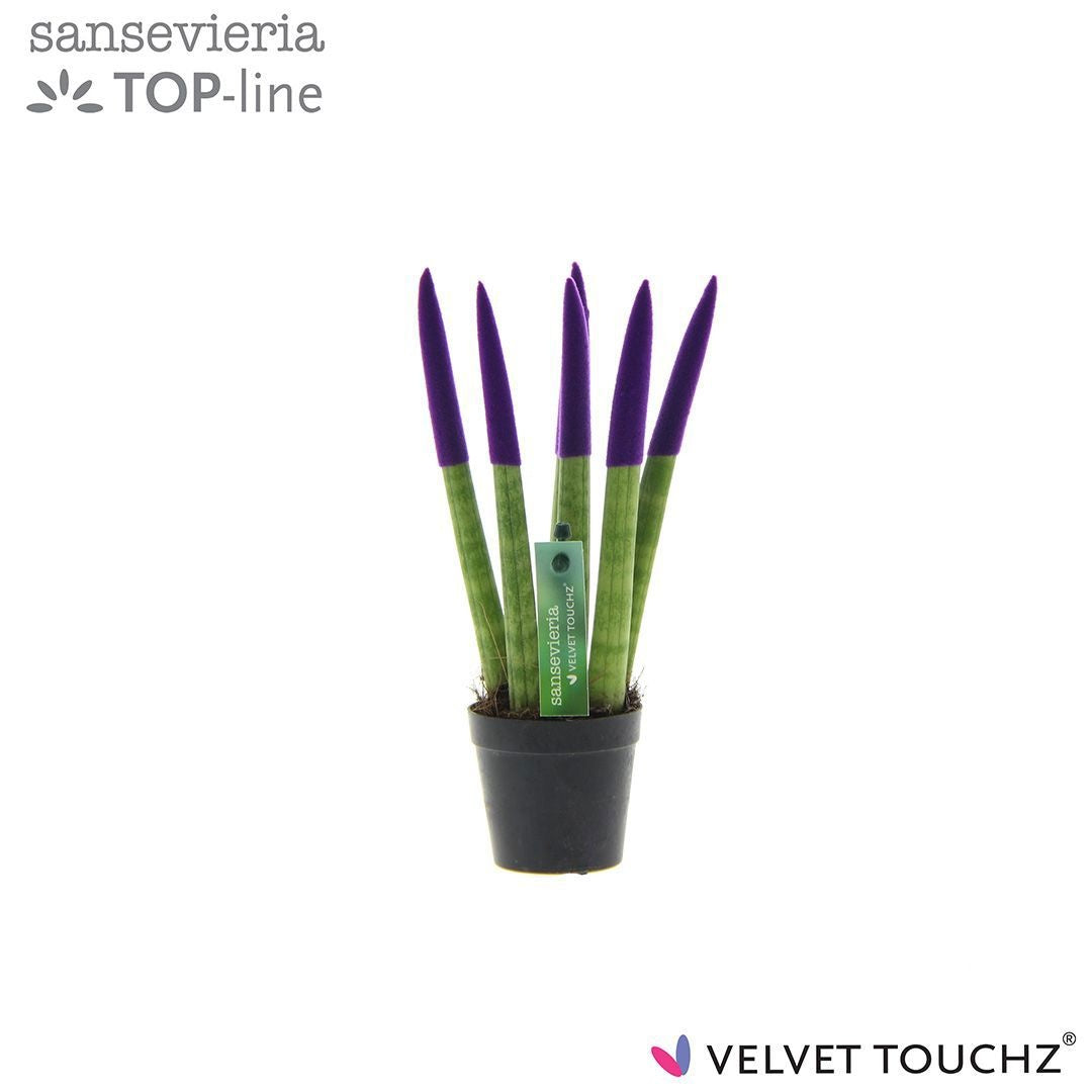 Sansevieria cylindrica 18cm 6cm Pot