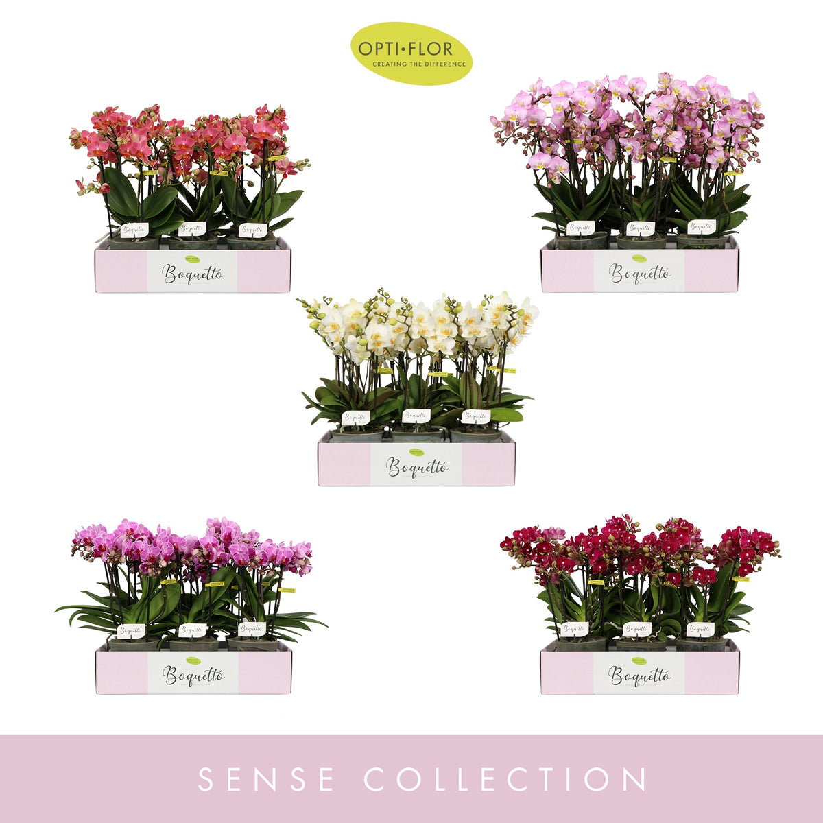 Phalaenopsis mix 35cm 12cm Pot