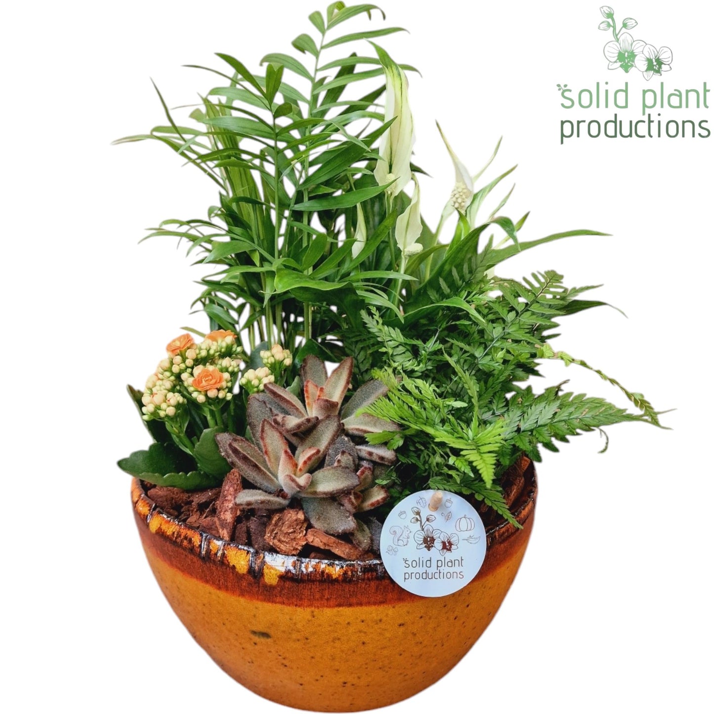 Solid Plant Productions SC083 Olivia Orange 5PP Mix Pack of 2
