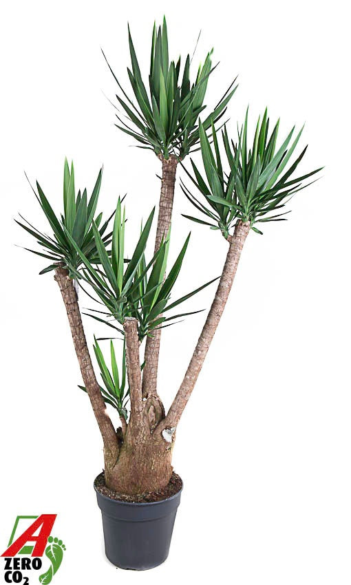 Yucca elephantipes 170cm 34cm Pot