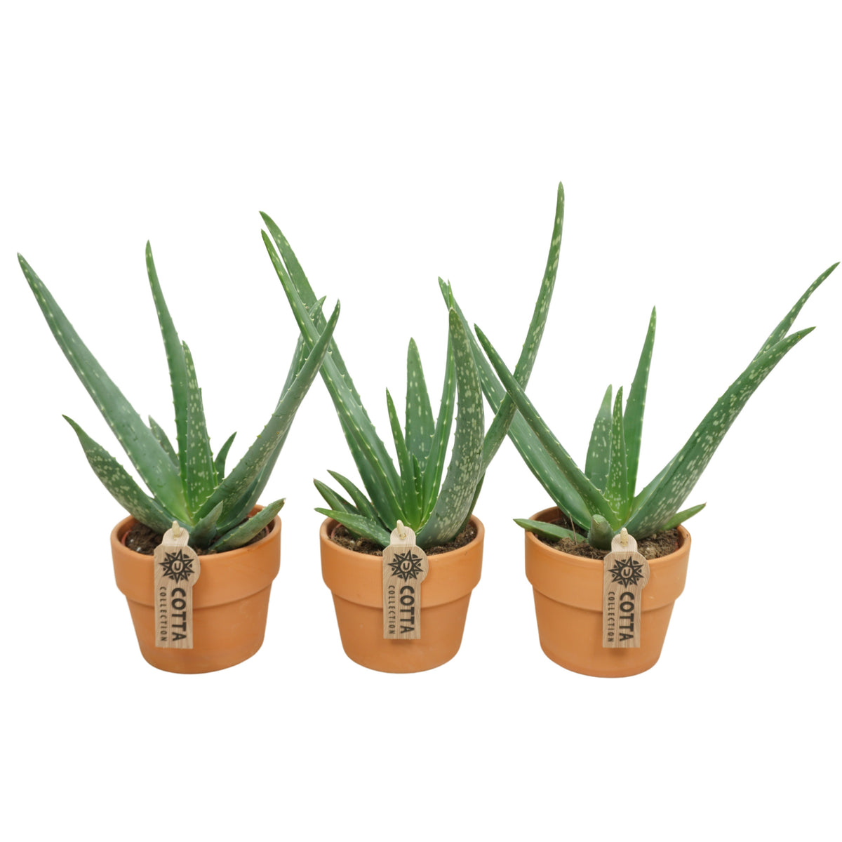 Aloe vera (+ drp.Terracotta) 30cm 10.5cm Pot