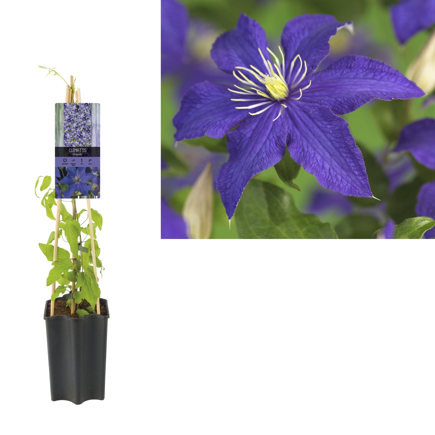 Clematis Rhapsody 65cm 15cm Pot