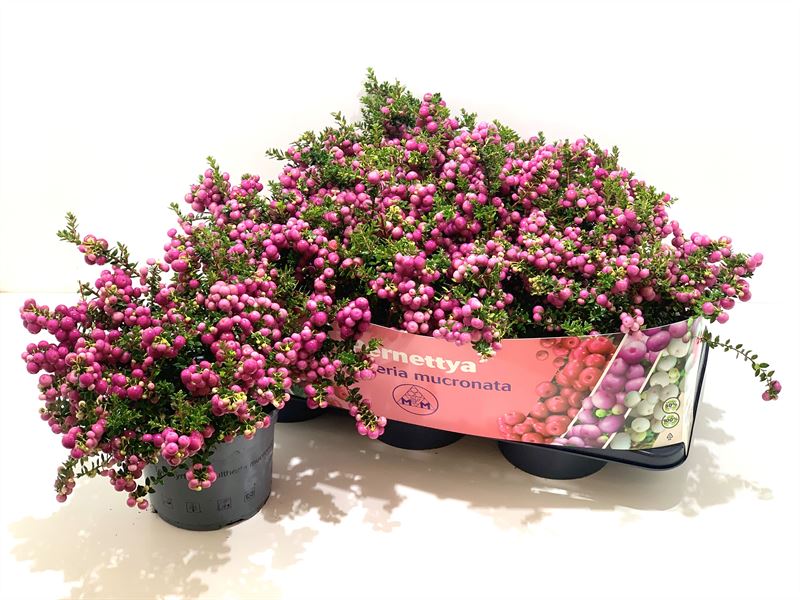 Gaultheria mucronata 25cm 17cm Pot