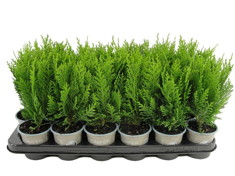 Chamaecyparis Green Pillar 20cm 9cm Pot