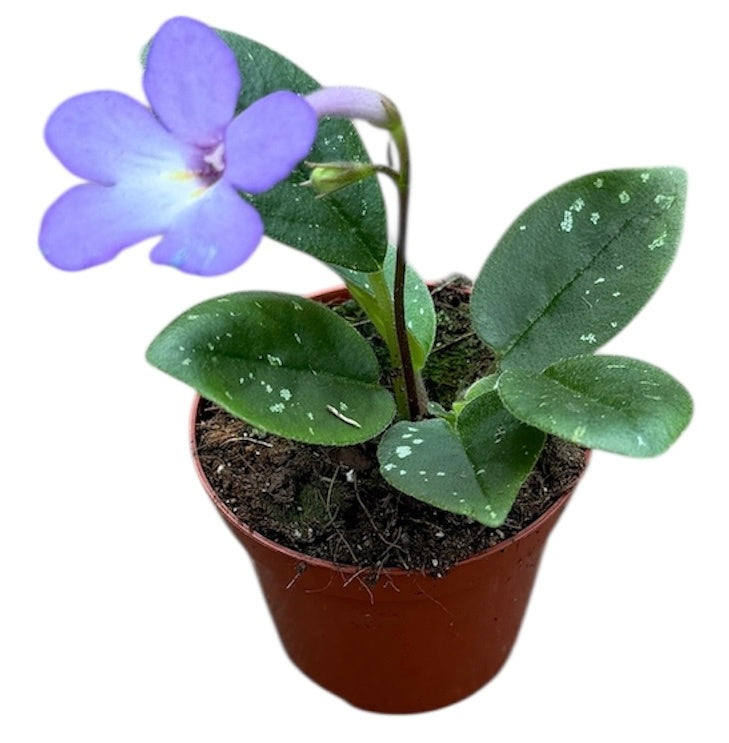 Michaelmoelleria Vietnamensis 12cm 8cm Pot