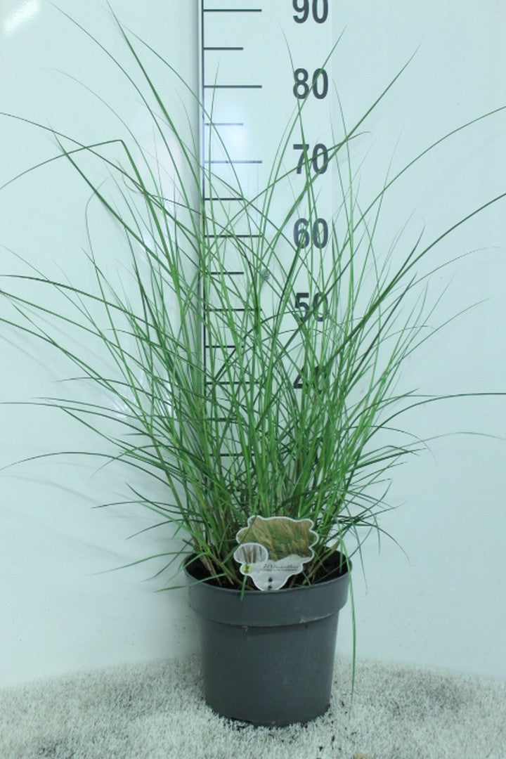 Miscanthus Kleine Silberspinne 80cm 23cm Pot