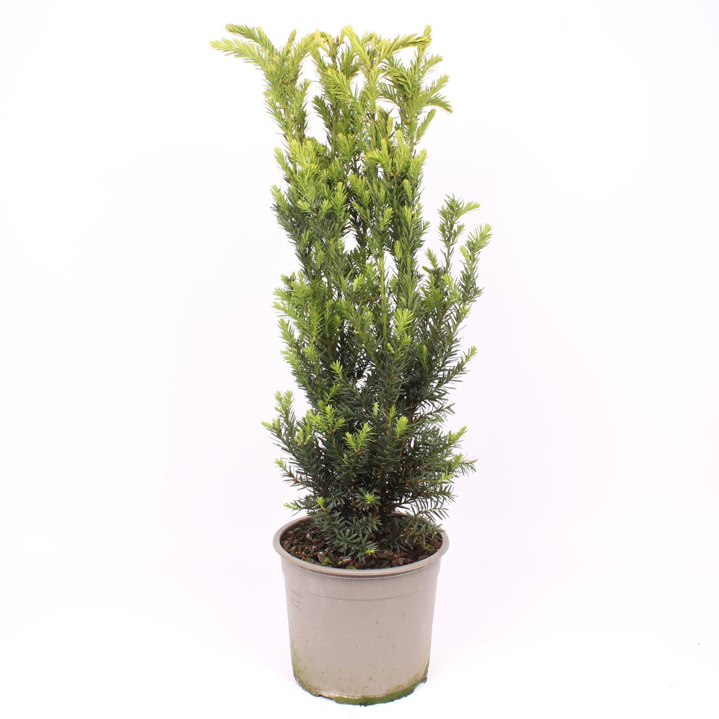 Taxus media Hillii 75cm 23cm Pot