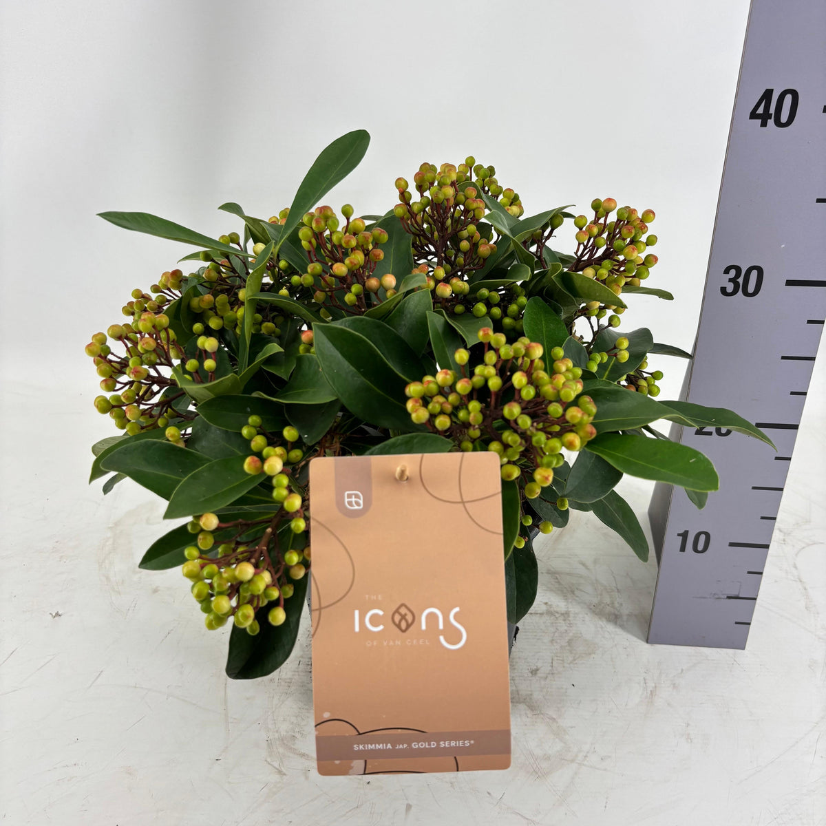 Skimmia japonica Lipstick 45cm 19cm Pot
