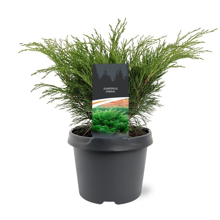 Juniperus sabina 30cm 19cm Pot