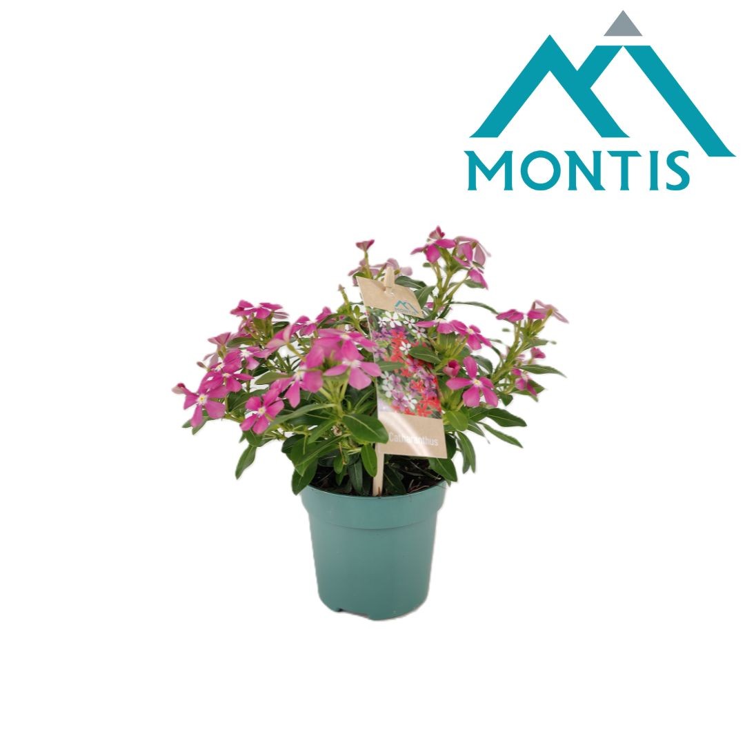 Catharanthus Soirée Pink White Eye 17cm 510cm Pot