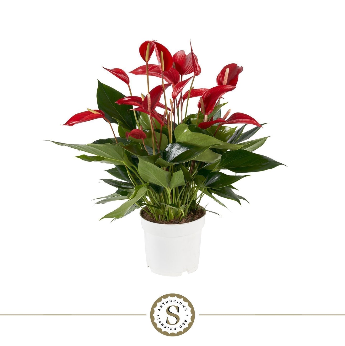 Anthurium Banderola Roja 55cm 17cm Pot