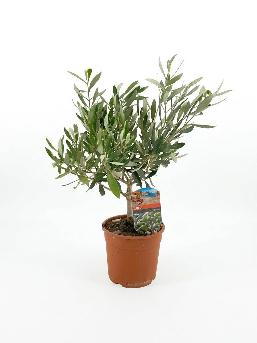 Olea europaea 40cm 14cm Pot