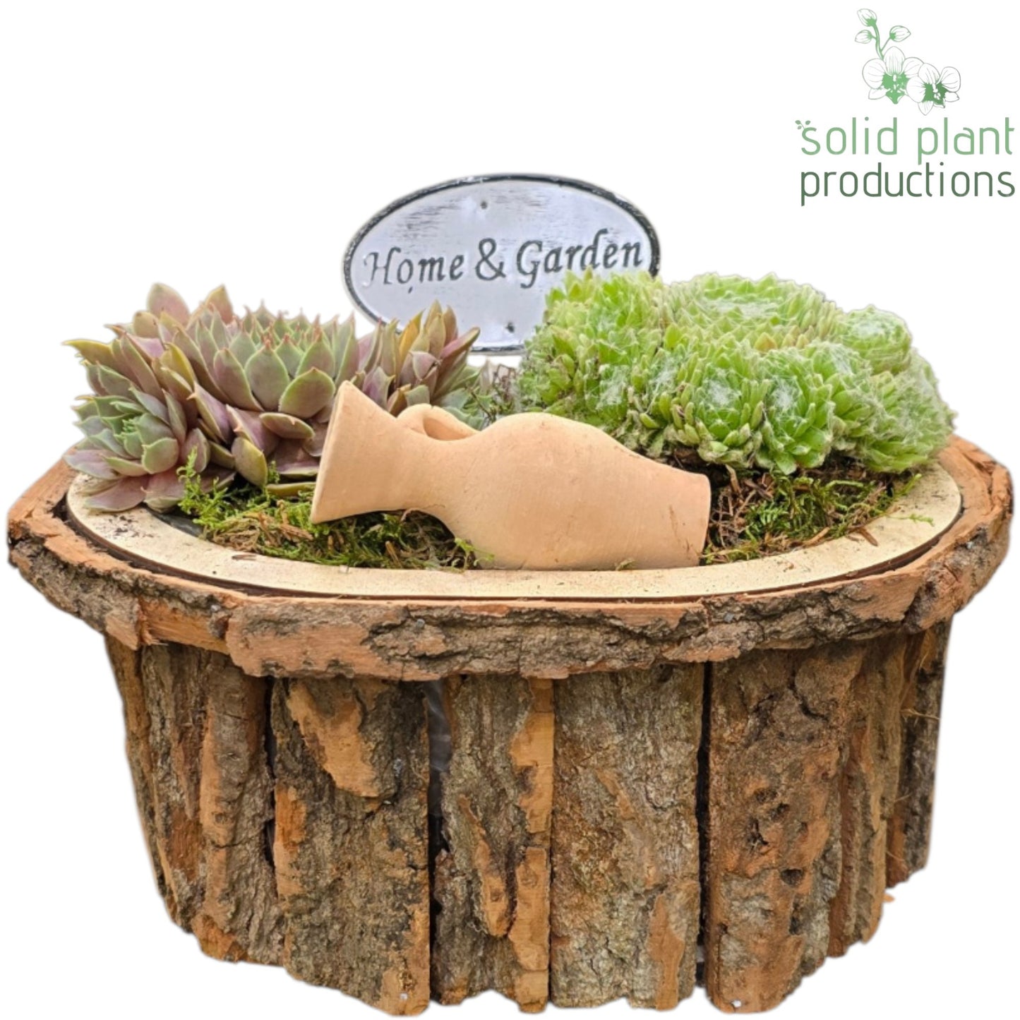 SMP029 Bark O Small Brown Sempervivum 19cm 22cm Pot