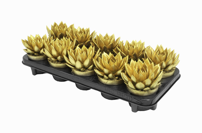 Echeveria colored gold 13cm 10.5cm Pot