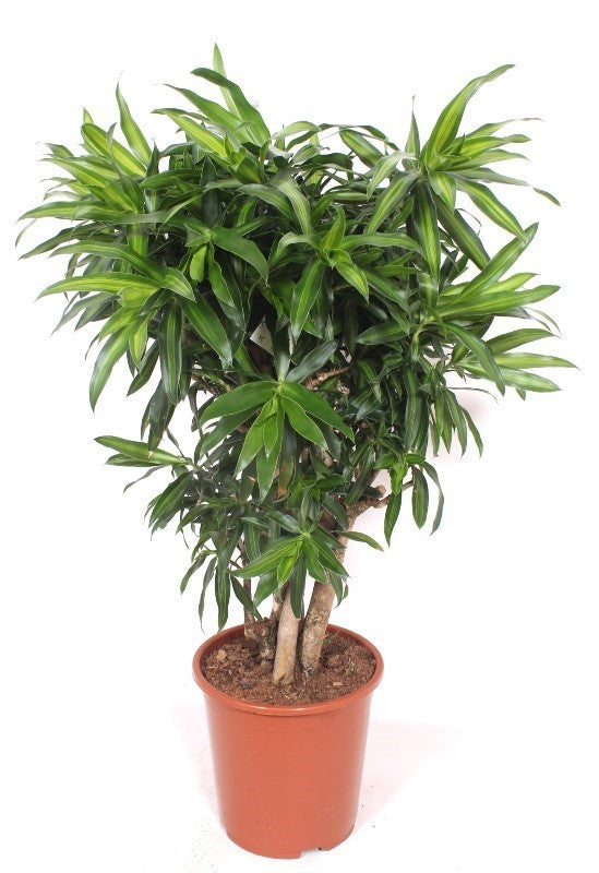Dracaena ref. Song of Jamaica 110cm 27cm Pot
