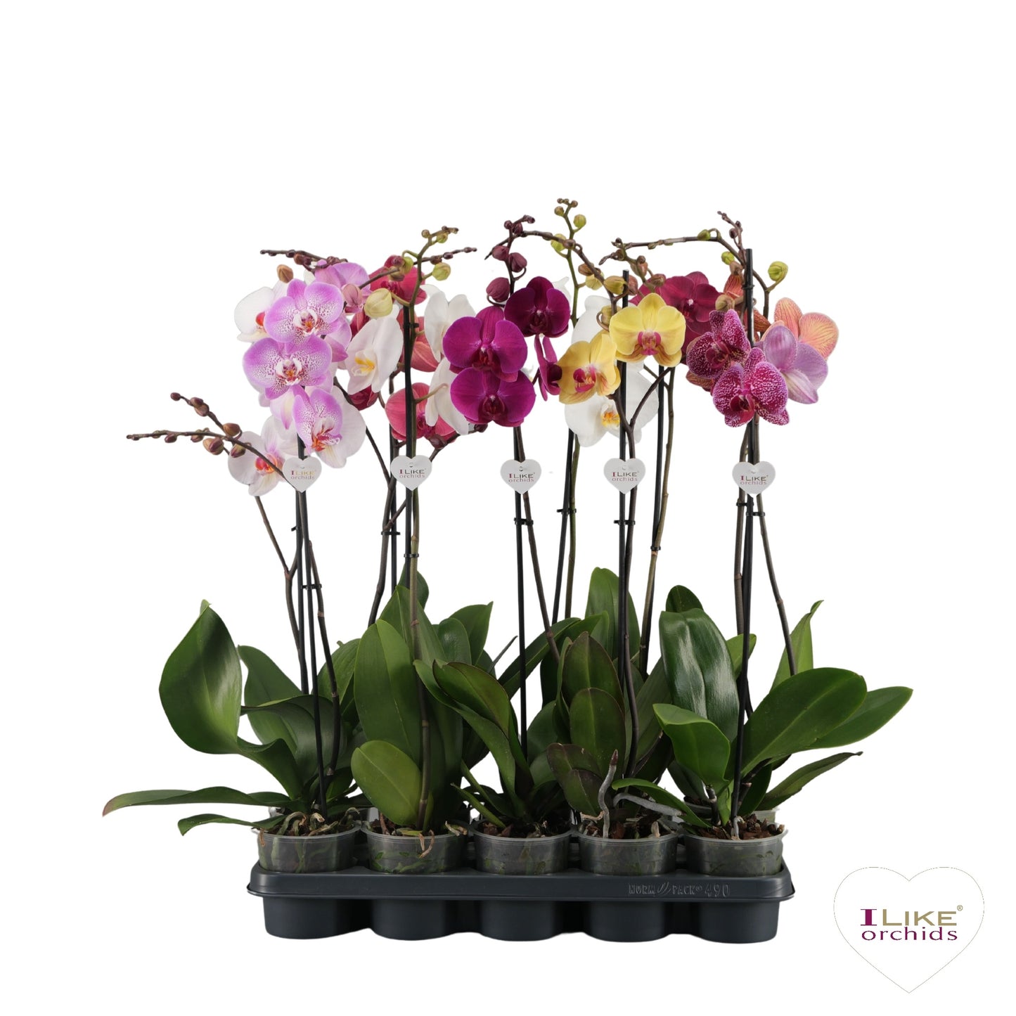 Phalaenopsis mix 75cm 12cm Pot