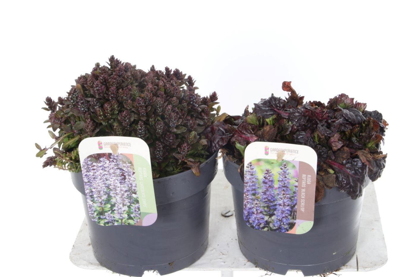 Ajuga reptans 25cm 17cm Pot