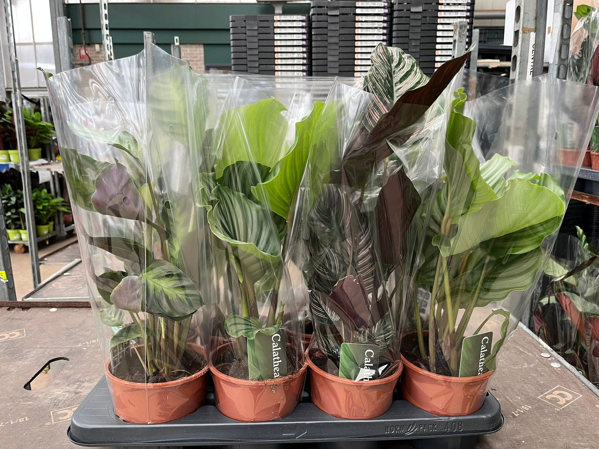 Calathea mix 45cm 14cm Pot