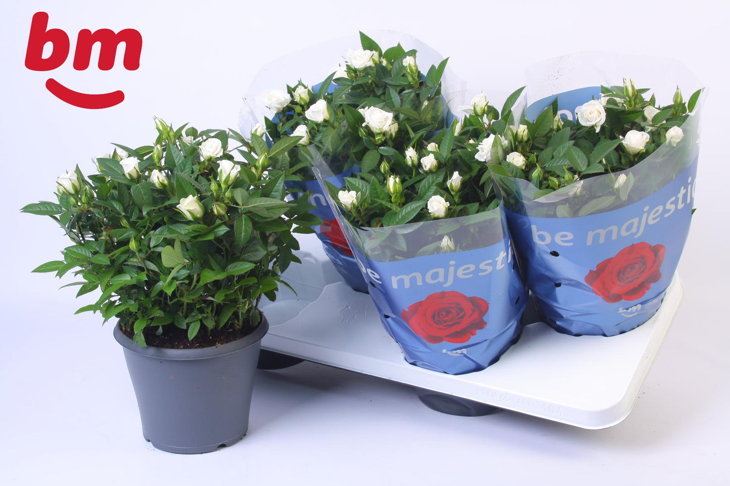 BM Roses Rosa Jewel White Pack of 4