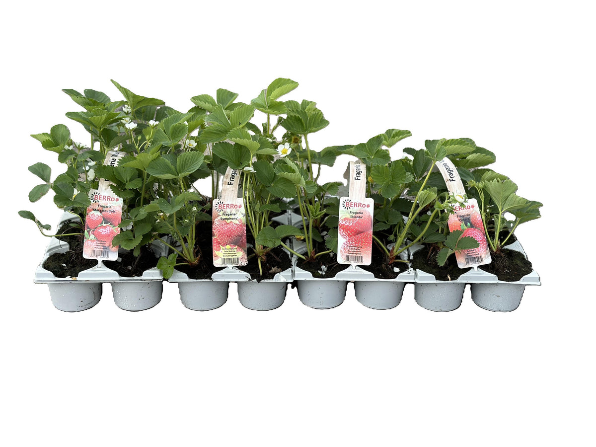 Fragaria 6-pack Mix 20cm 1cm Pot