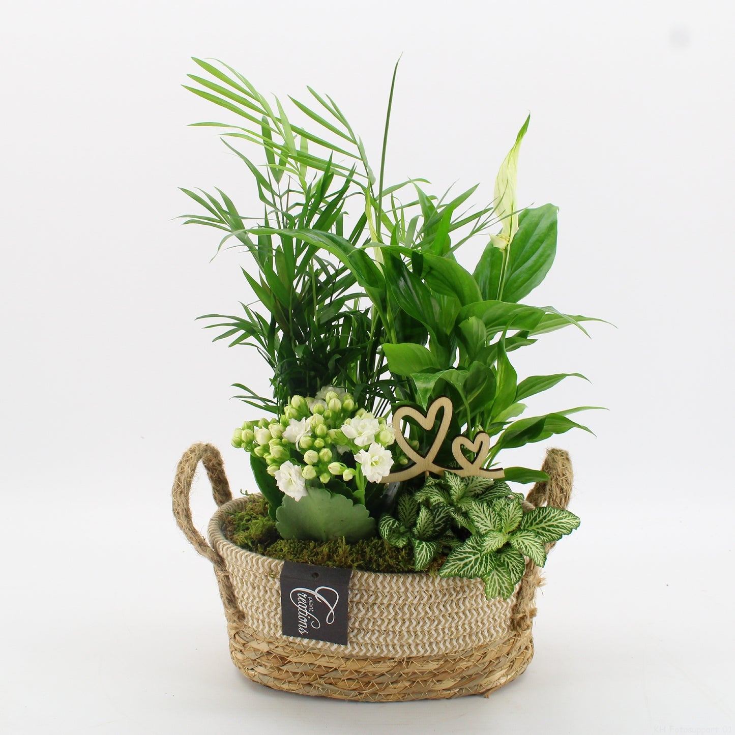 Indoor flowering arrangement 35cm 24cm Pot
