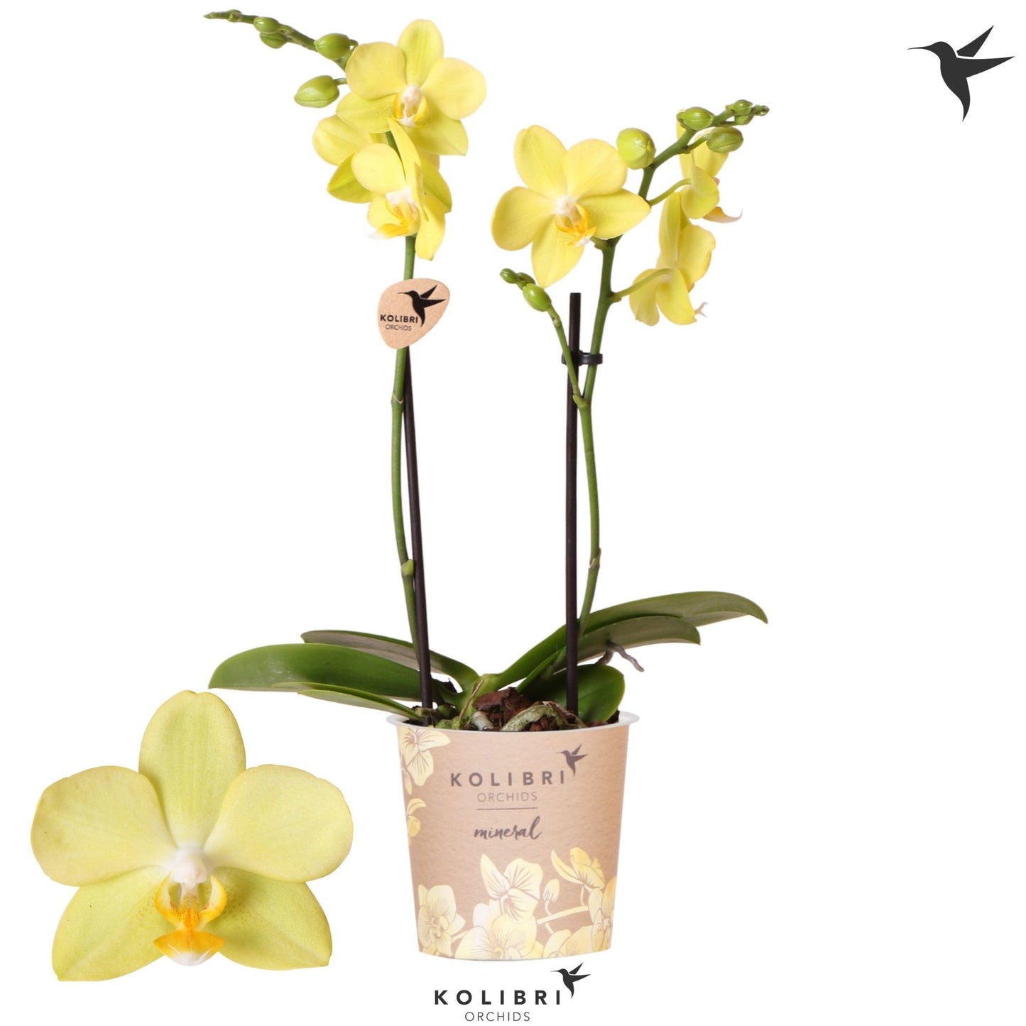 Phalaenopsis mf. La Paz 40cm 9cm Pot