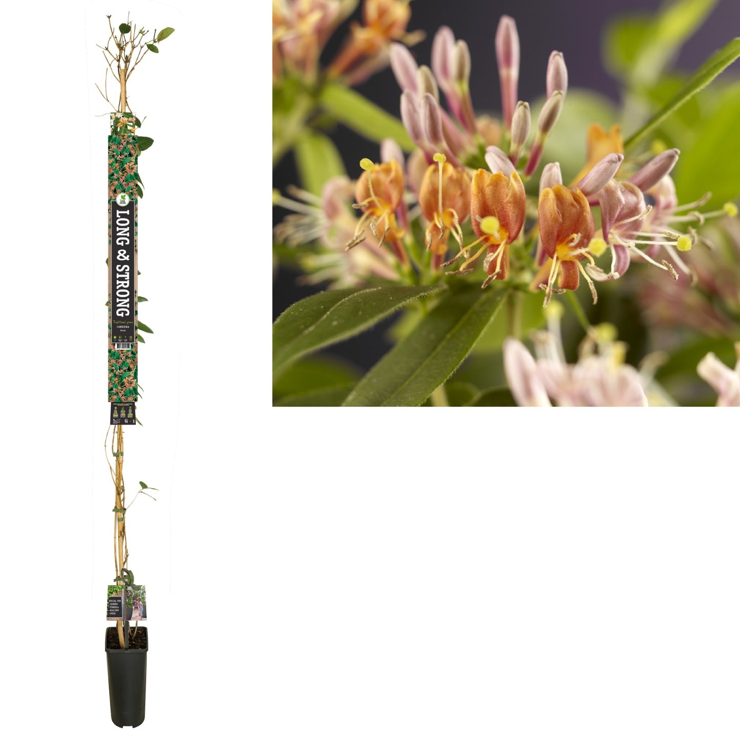 Lonicera henryi 210cm 23cm Pot