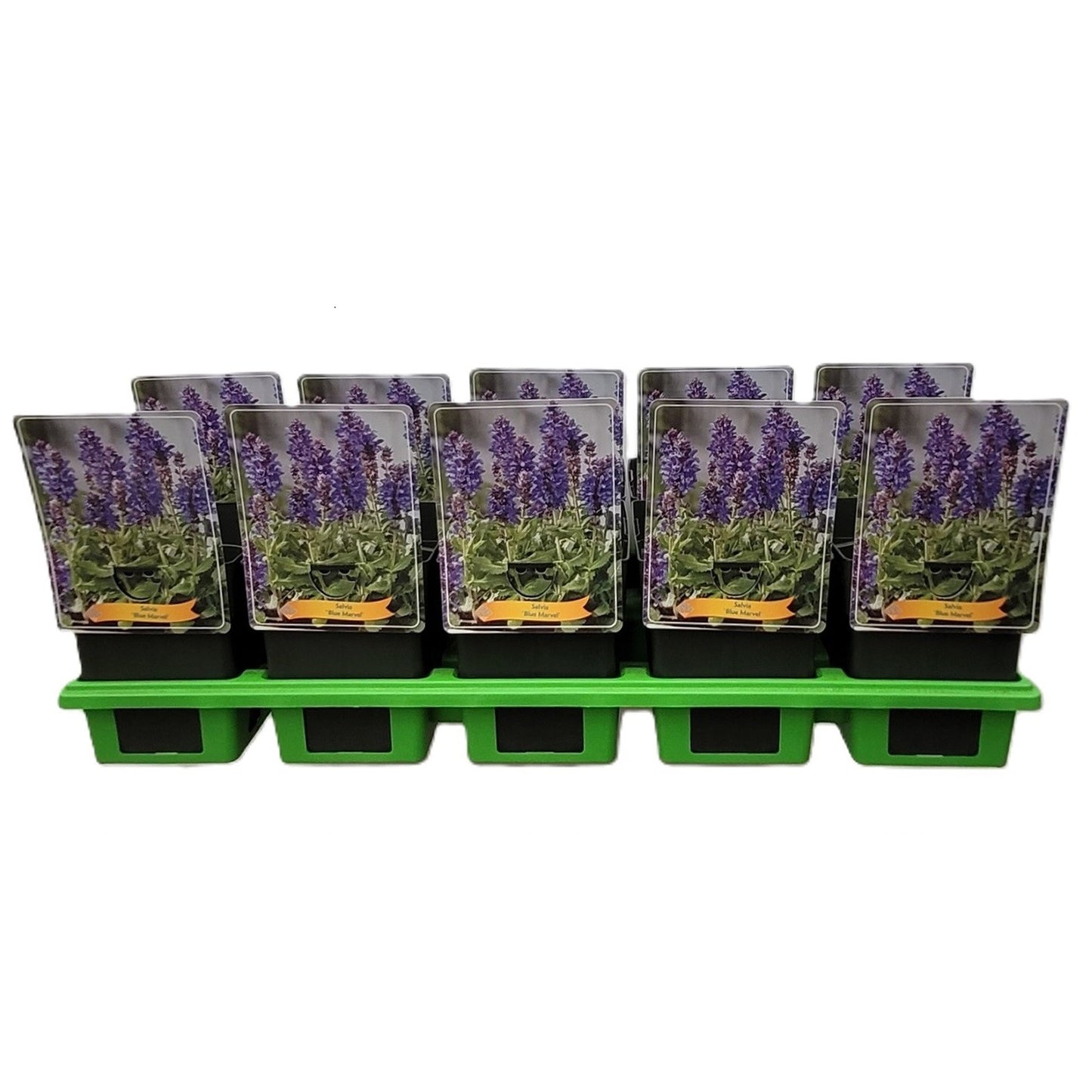 Salvia Blue Marvel 25cm 11cm Pot