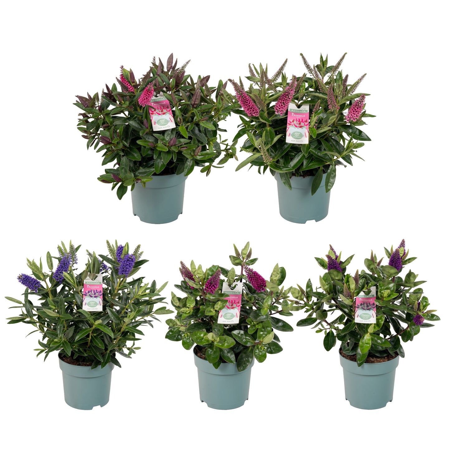 Hebe Addenda mix 35cm 15cm Pot