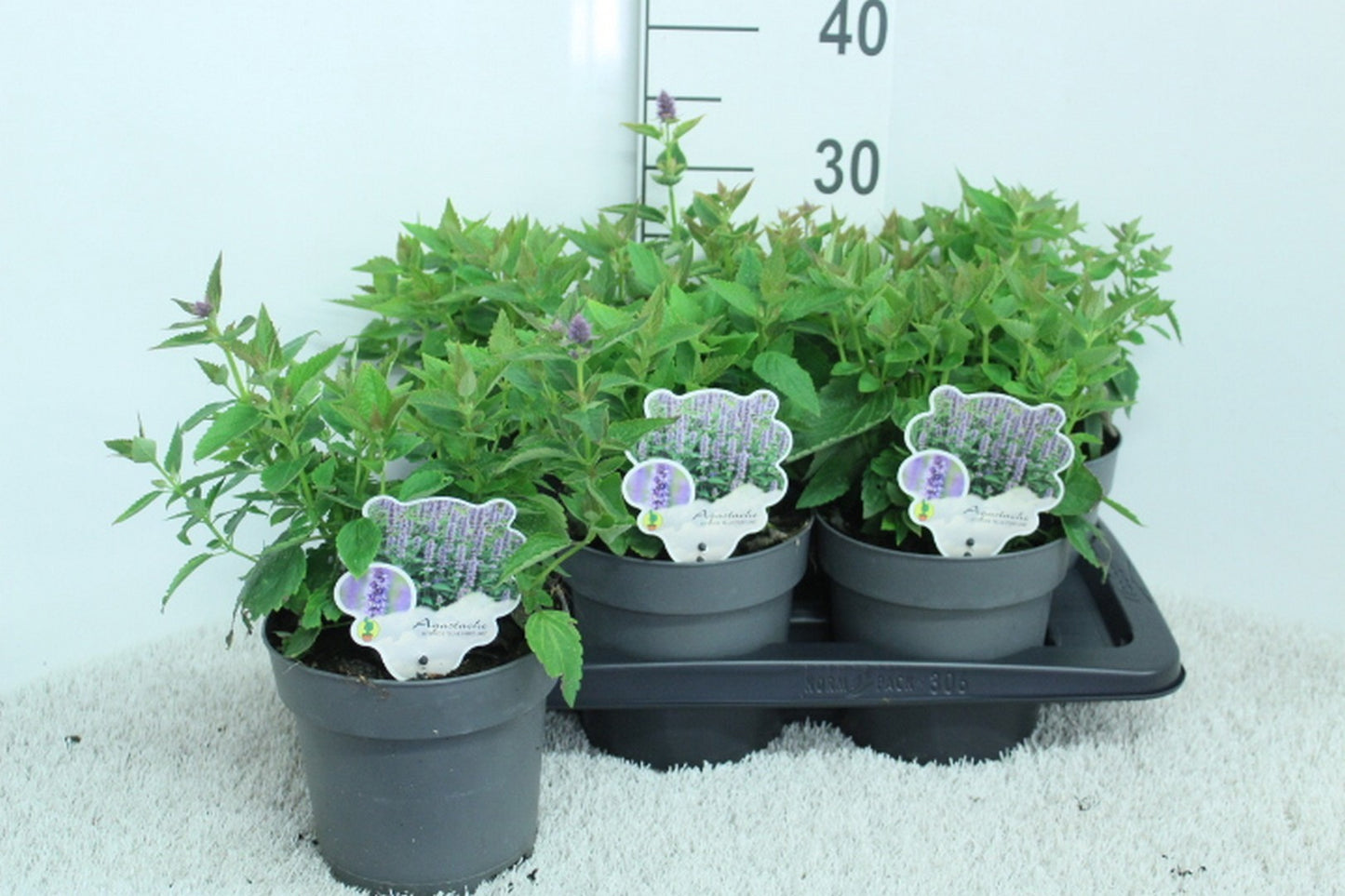 Agastache Blue Fortune 30cm 17cm Pot
