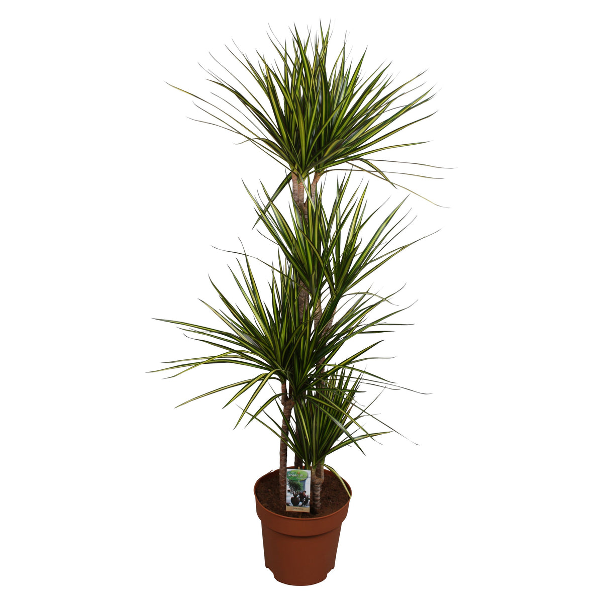 Dracaena Sunray 160cm 27cm Pot