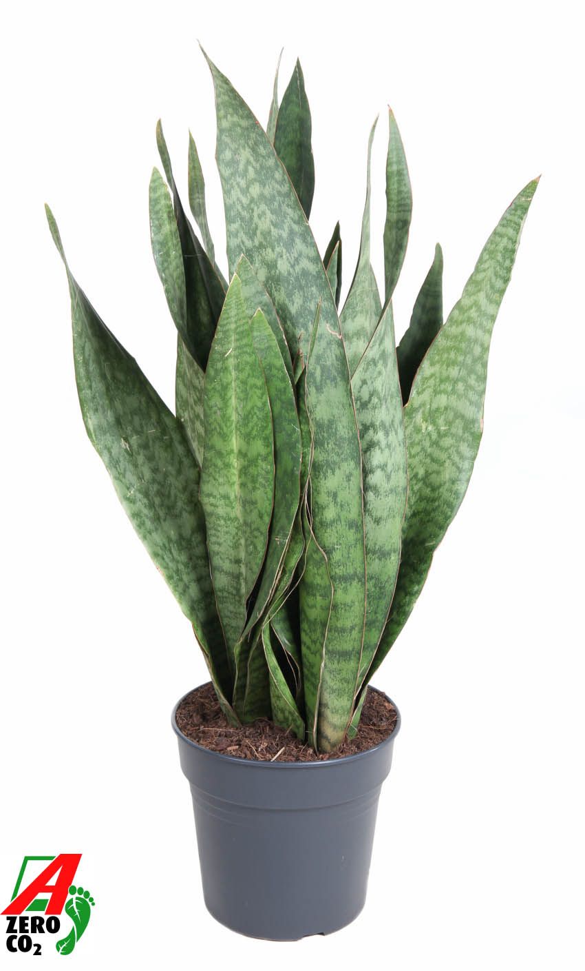 Sansevieria 100cm 27cm Pot