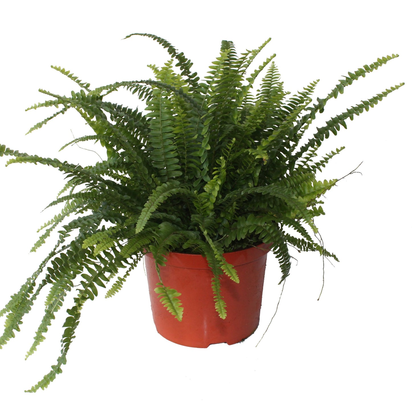 Nephrolepis Green Lady 60cm 24cm Pot