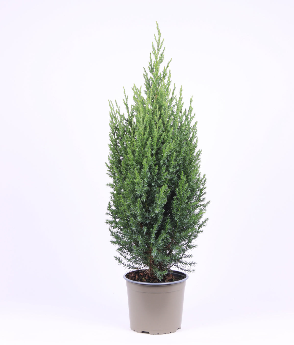 Juniperus Stricta 70cm 17cm Pot