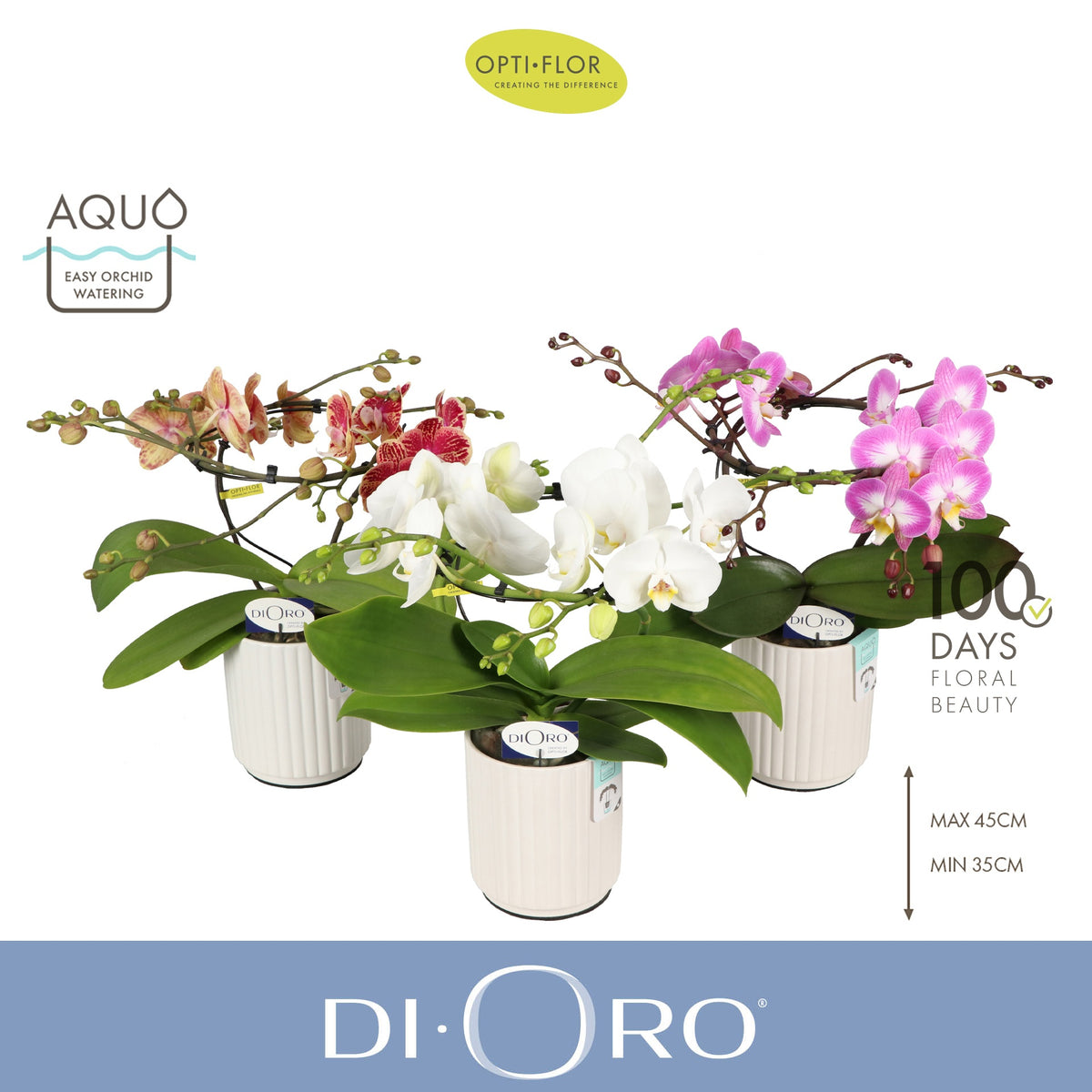 Phalaenopsis mix 50cm 12cm Pot