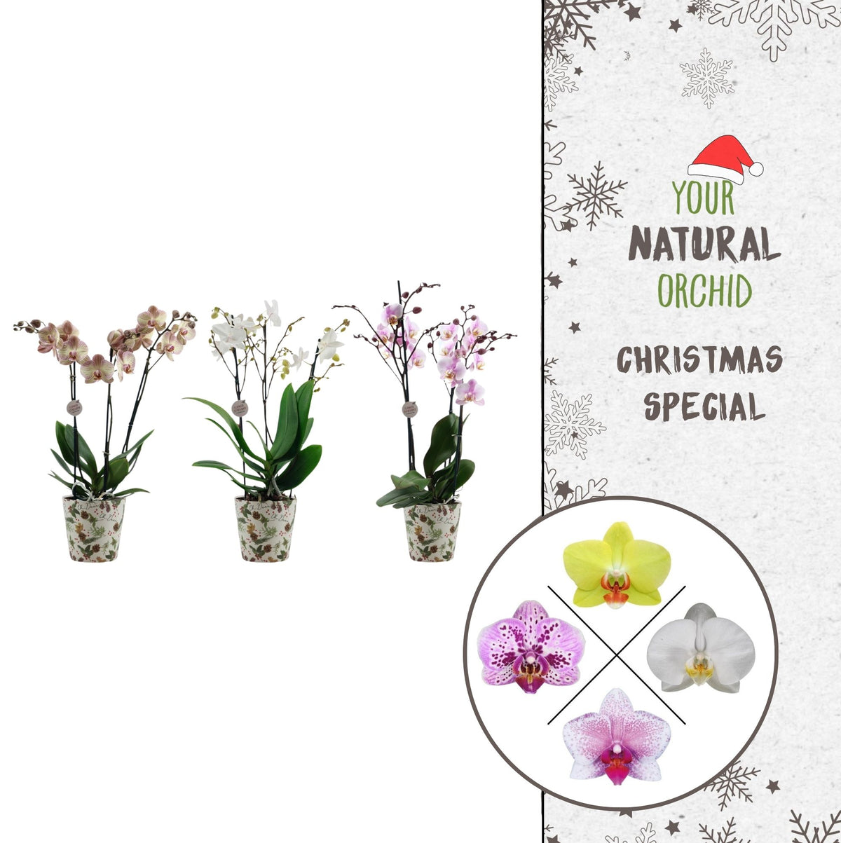 Phalaenopsis mix 50cm 12cm Pot