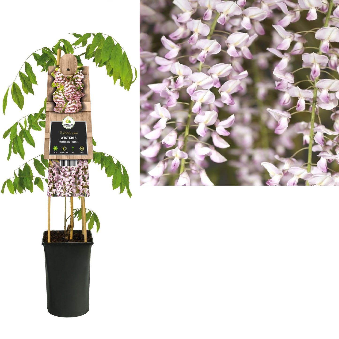 Wisteria floribunda Rosea 75cm 17cm Pot