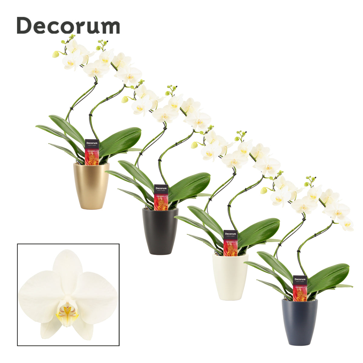 Phalaenopsis white 50cm 12cm Pot
