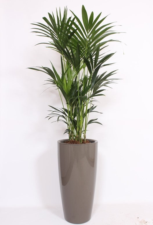 Howea forsteriana 200cm 40cm Pot