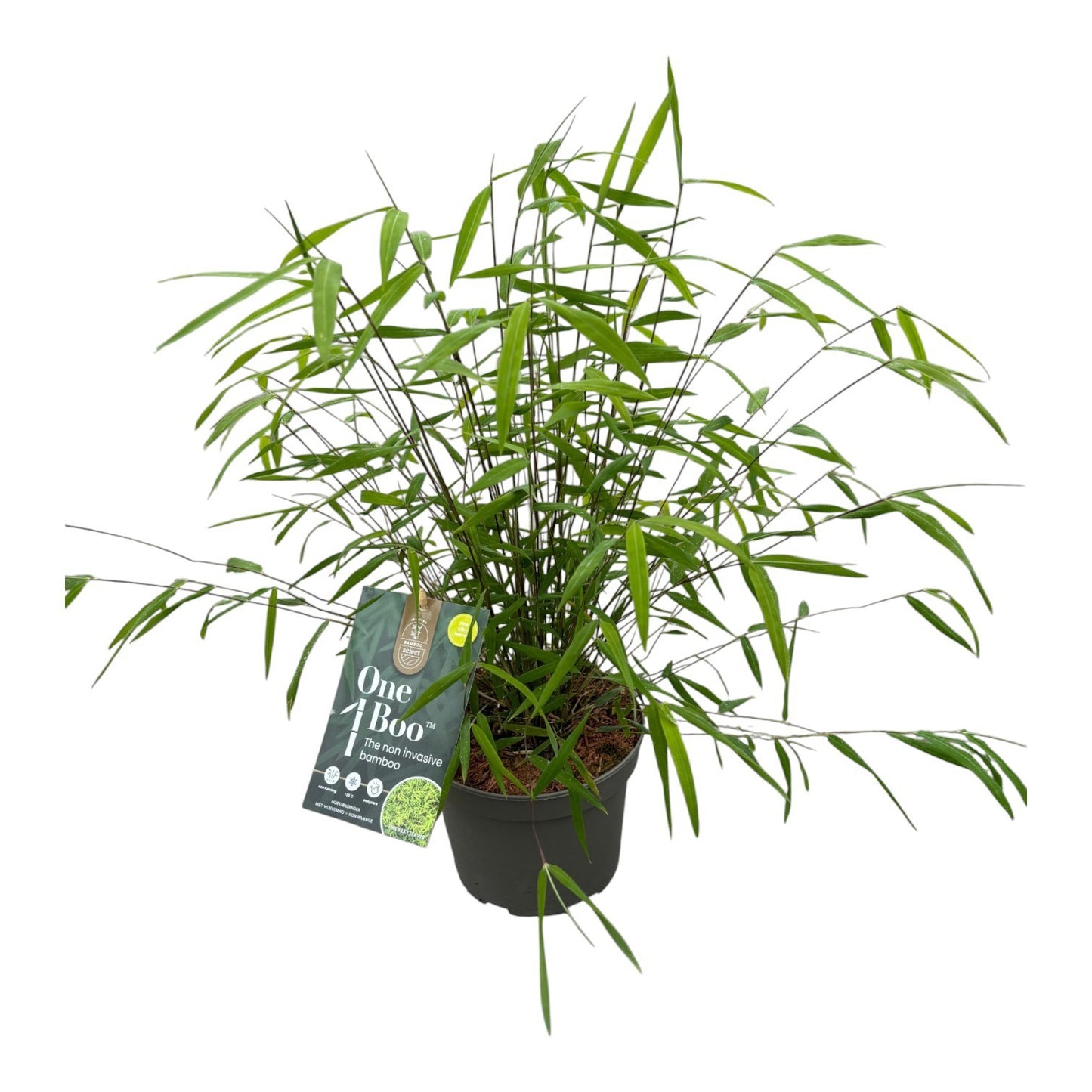 Fargesia One Boo 40cm 17cm Pot