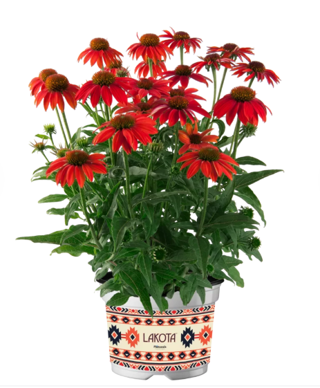 Echinacea Lakota Red Ombre 35cm 17cm Pot